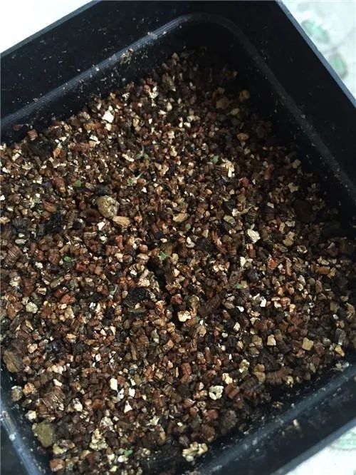 多肉播種不出苗，根本不是你的錯——五香瓜子引發的啟示